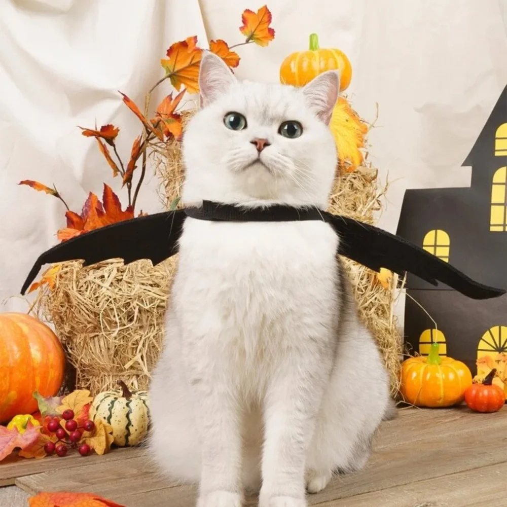 🐈‍⬛ Adorable Bat Wings Costume For Your Kitty Cat 🦇